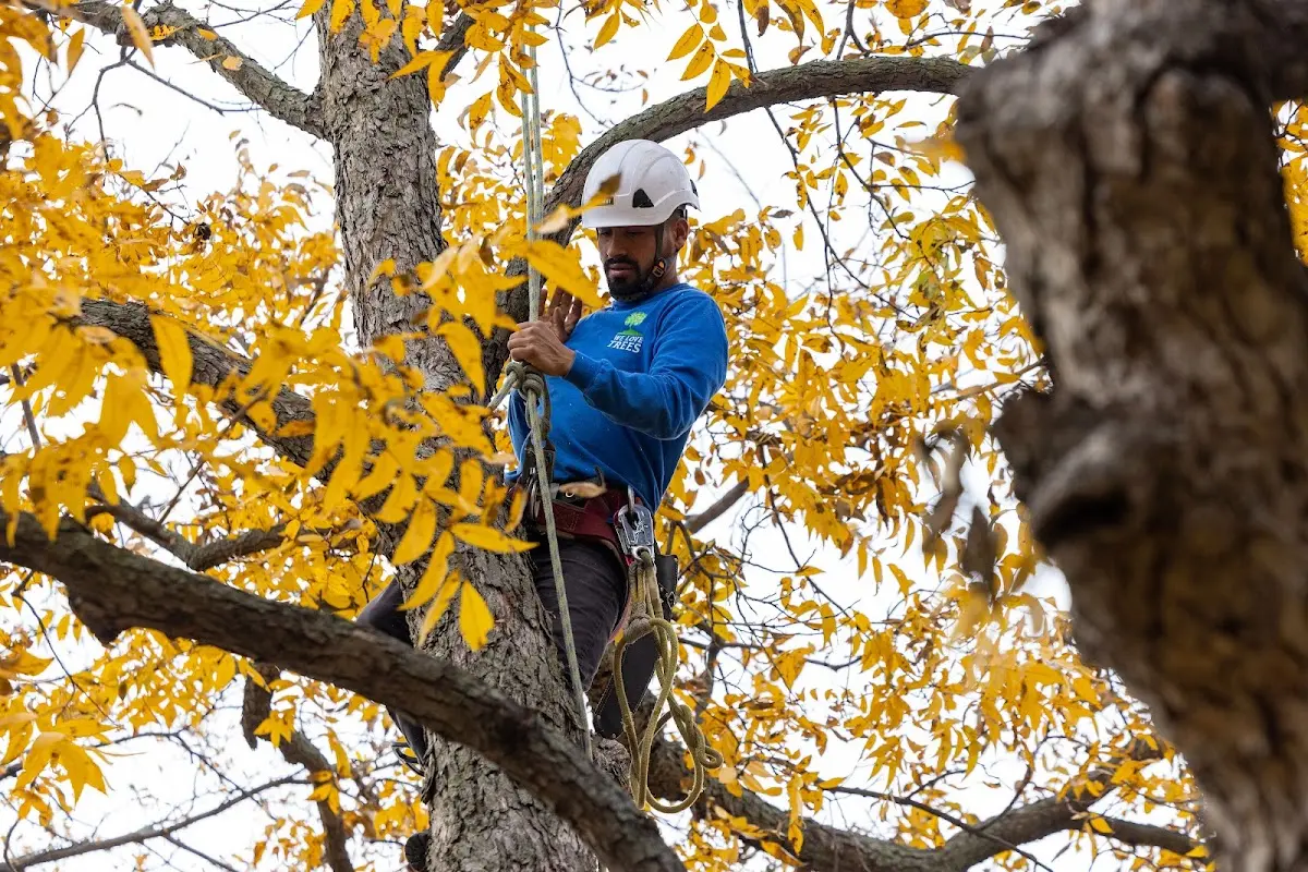 Skilled Tree Planing crew working in Sumiton